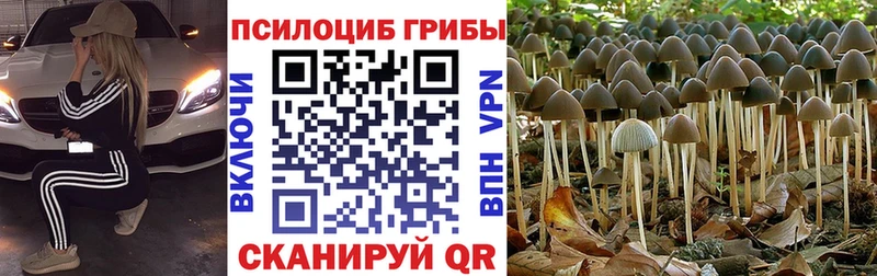 купить сайты Губаха Псилоцибиновые грибы ЛСД